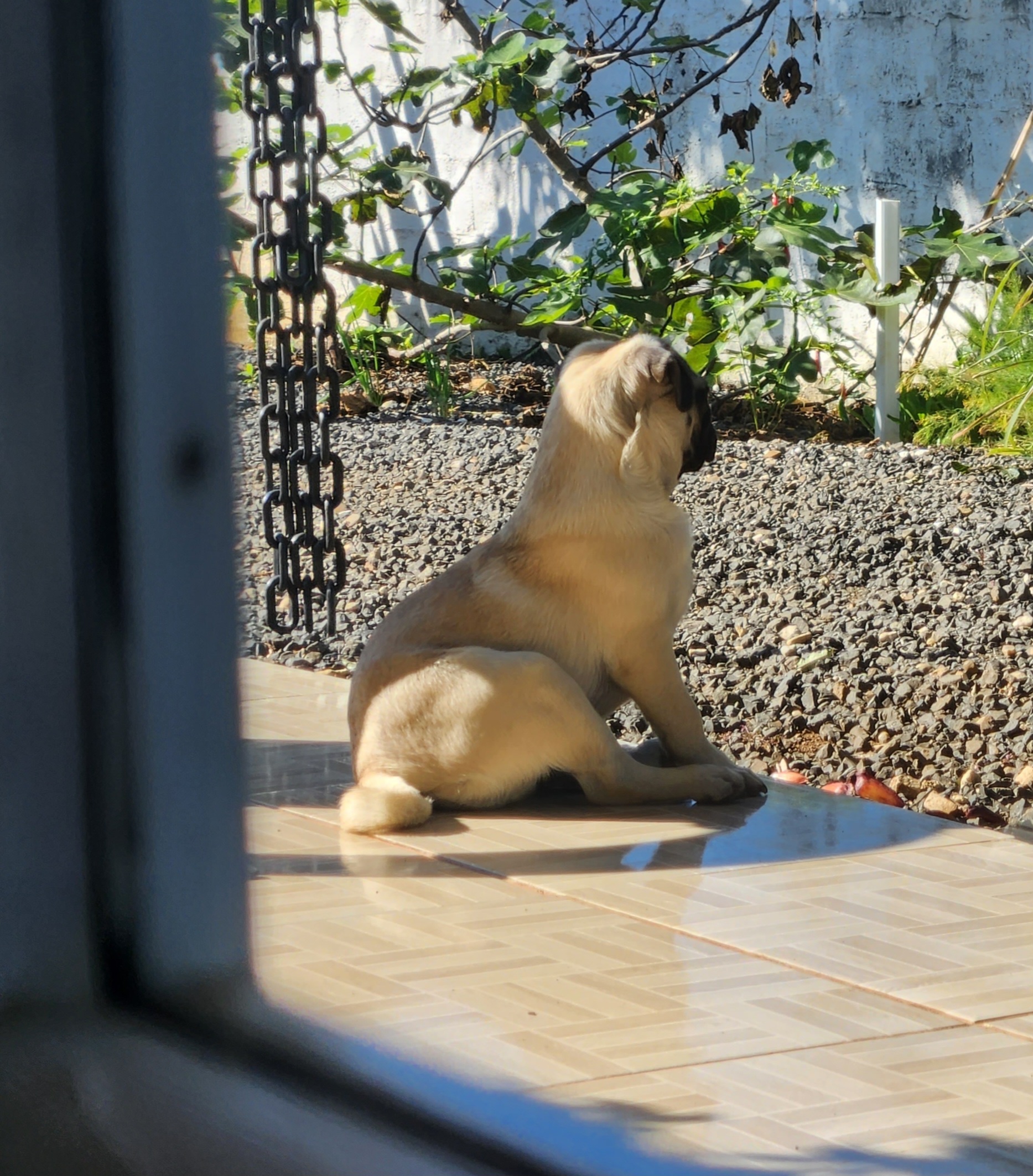 Foto de cachorros